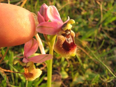 Ophrys tenthredinifera